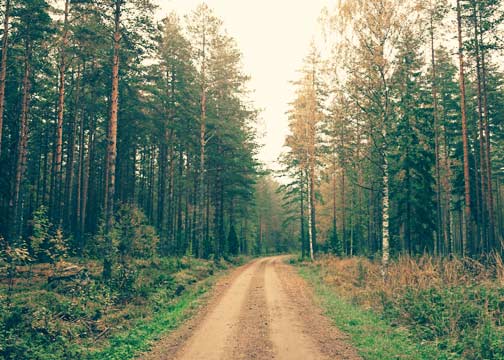 Pinetrees that Inspired a Poem Called The Legacy.